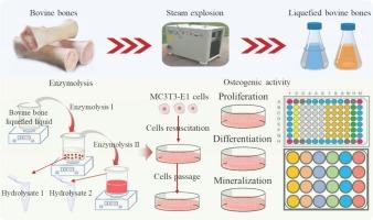 Steam explosion assisted enzymolysis for the preparation of low molecular weight osteogenic collagen peptides from bovine bone by-products