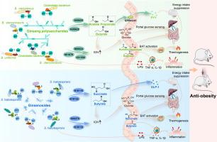 Dissecting the anti-obesity components of ginseng: How ginseng polysaccharides and ginsenosides target gut microbiota to suppress high-fat diet-induced obesity