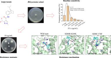 Molecular mechanism and risk assessment of Rhizoctonia solani resistance to the SDHI fungicide isopyrazam