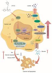 NR1I3 inhibits colorectal cancer growth by enhancing PCK1-mediated gluconeogenesis