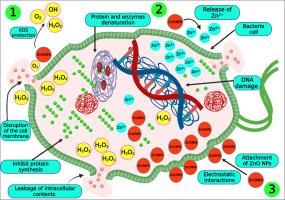 Comprehensive review on zinc oxide nanoparticle production and the associated antibacterial mechanisms and therapeutic potential
