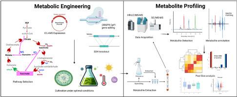 Metabolic engineering and metabolomics based profiling of cyanobacteria for enhanced succinate production