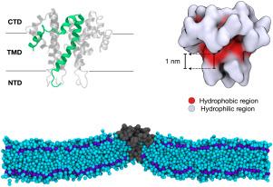 SARS-CoV E protein couples asymmetric leaflet thickness and curvature deformations