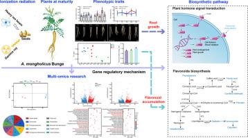 Radiation-specific metabolic reprogramming drives yield-quality balance in Astragalus mongholicus: Comparative insights from gamma-ray and heavy-ion beam irradiation