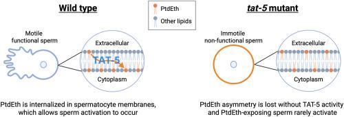 Sperm activation for fertilization requires robust activity of the TAT-5 lipid flippase