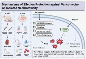 Exploration of zileuton protective mechanisms against vancomycin-associated nephrotoxicity