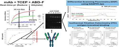 Selective real-time disulfide reduction with simultaneous fluorescent labeling of a humanized anti-cocaine mAb