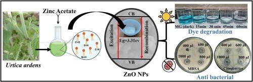 Biogenic ZnO nanoparticles from Urtica ardens leaves: a sustainable route to combat bacteria and degrade pollutants