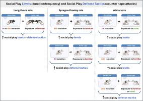 To play or not to play? Effects of social isolation length and stimulus rat familiarity on social play engagement in three laboratory rat strains
