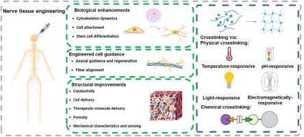 Advances in smart hydrogels for nerve repair: A review focusing on criteria and applications