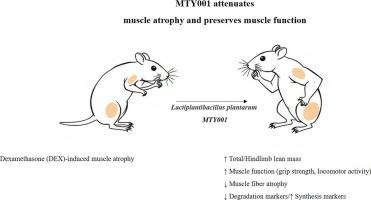 MTY001 probiotic improves muscle mass and function in a dexamethasone-induced atrophy mouse model