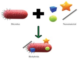 A Novel and Sustainable Approach for Wastewater Treatment and Contaminant Removal by Biohybrids: Contemporary Situations and Prospective Futures