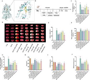 Salidroside Attenuates Cerebral Ischemia-Reperfusion Injury via ERβ/BNIP3-Mediated Mitochondrial Autophagy Activation in a Rat Model