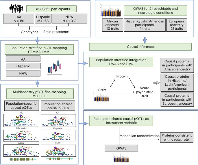 Multiancestry brain pQTL fine-mapping and integration with genome-wide association studies of 21 neurologic and psychiatric conditions