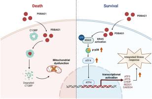 Targeting the KRAS-p38-ATF4 axis enhances the therapeutic sensitivity of the peptide PDBAG1 in ovarian cancer via stress response modulation