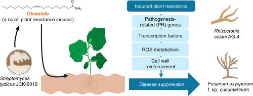 Induced resistance in cucumber by oleamide from Streptomyces lydicus JCK-6019 against cucumber Fusarium wilt and damping-off