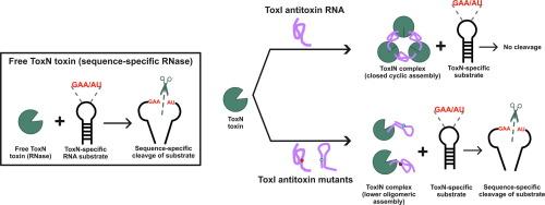 Role of Antitoxin RNA Pseudoknot in Regulating Toxin Activity and Toxin-antitoxin RNP Complex Assembly