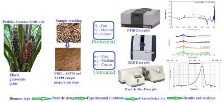 Experimental examination of reactive surface areas and particle sizes configuration effects on hydrothermally pretreated biomass for maximal accessibility of constituent compounds