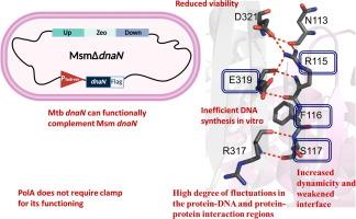 Molecular Insights Into the Structure, Function, and Stability of the DNA Polymerase Processivity Factor From Mycobacterium tuberculosis