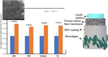 Biofilm cultivation and air blow harvesting of Navicula incerta on PVDF hollow fiber membrane with different biocoatings