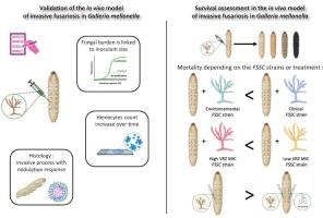 In vivo Fusarium virulence and efficacy of voriconazole in a Galleria mellonella model of invasive fusariosis