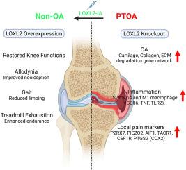 LOXL2 alleviates post-traumatic knee osteoarthritis and pain
