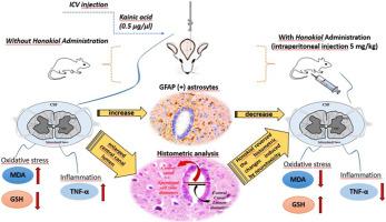 The ameliorative effects of Honokiol on intracerebroventricular Kainic acid-induced spinal cord neurotoxicity