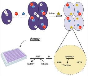 Continuous assay for the dNTP triphosphohydrolase of activated SAMHD1