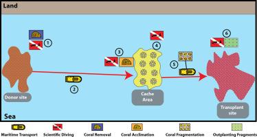 Frag-n-Fly gardening method for coral restoration - Pitching to the industry level the methods for coral fragmentation and outplanting in coral reef restoration