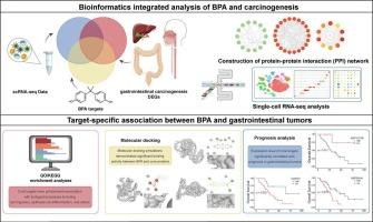 Multi-omics investigation of Bisphenol A in gastrointestinal carcinogenesis: a network toxicology and molecular docking approach