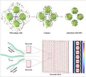 Effective removal of nanoplastic and microplastic particles by using microalgae cells with dielectrophoresis-assisted method