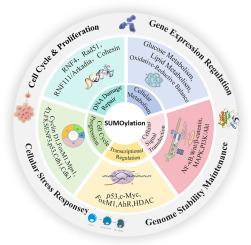 Research advancements on sumoylation in gastrointestinal cancers
