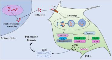 HMGB1 contributes to pancreatic fibrosis by regulating TLR4-mediated autophagy and the NLRP3 inflammasome pathway in chronic pancreatitis