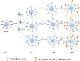 Fc-tagged PLA2R antigen enables high-performance chemiluminescent detection for non-invasive idiopathic membranous nephropathy diagnosis
