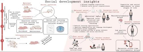 From the past to the future: The influence of early social deprivation on learning and behavioral development through programming