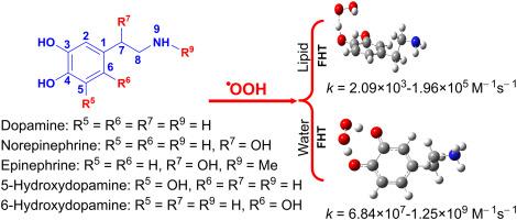 Theoretical insights into the radical scavenging activity of catecholamines in physiological environments: a comprehensive study