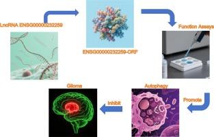 The peptide ENSG00000232259-ORF inhibits glioma cell proliferation and migration by promoting autophagy
