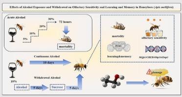 Effects of ethanol exposure and withdrawal on olfactory sensitivity and learning and memory in honeybees(Apis mellifera)
