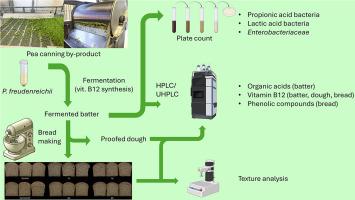 By-product of green pea canning as a substrate for Propionibacterium freudenreichii fermentation to fortify bread with vitamin B12