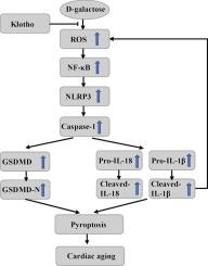 Klotho attenuates D-galactose-induced cardiac aging through the ROS/NLRP3/pyroptosis pathway