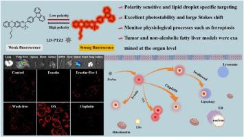 A wash-free polarity fluorescent probes targeting lipid droplets for the diagnosis of tumor and non-alcoholic fatty liver disease