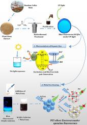 Eco-friendly synthesis of N-doped carbon quantum dots from Bombax ceiba stem: A photophysical study with exploratory sensing of Fe3+/Cd2+ and dye degradation