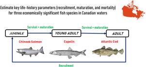A mechanistic stage-structured model for estimating maturation, mortality, and recruitment parameters of three economically significant fish species in Canadian waters