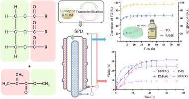 Co-production of biodiesel and methacrylated fatty acid through enzymatic catalysis with methyl methacrylate as acyl acceptor