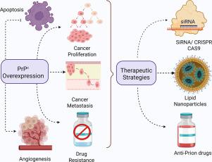 Unmasking the tumorigenic potential of cellular prion protein in cancer progression