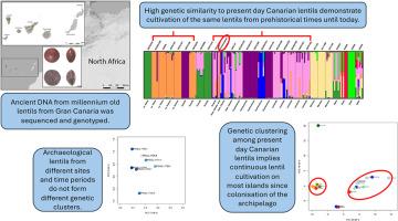 Ancient DNA from lentils (Lens culinaris) illuminates human - plant - culture interactions in the Canary Islands