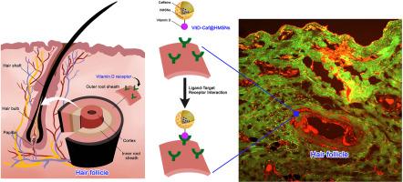 Cholecalciferol-grafted hollow mesoporous silica nanoparticles for targeted and sustained caffeine delivery in alopecia therapy