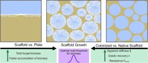 Mycelial growth of wood fungus Ganoderma sessile in porous scaffolds