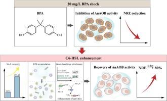 Rapid recovery of bisphenol A-inhibited anammox biofilm systems by exogenous AHLs addition