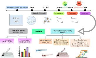Fisetin modulates fluoride induced osteochondral toxicity in zebrafish larvae